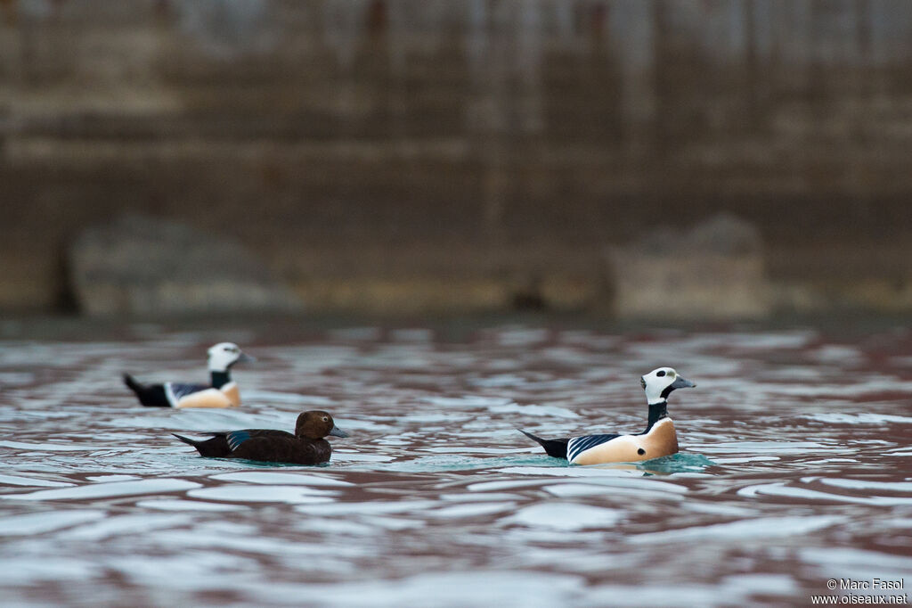 Steller's Eider, courting display