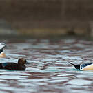Eider de Steller
