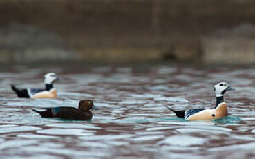 Eider de Steller