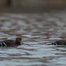 Eider de Steller
