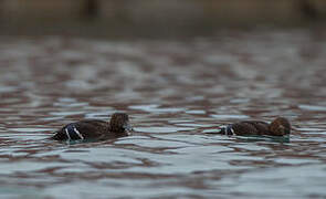 Steller's Eider