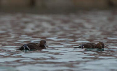 Eider de Steller