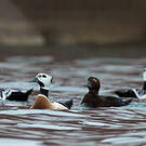 Eider de Steller