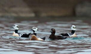 Steller's Eider