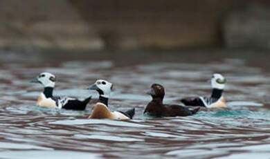 Eider de Steller