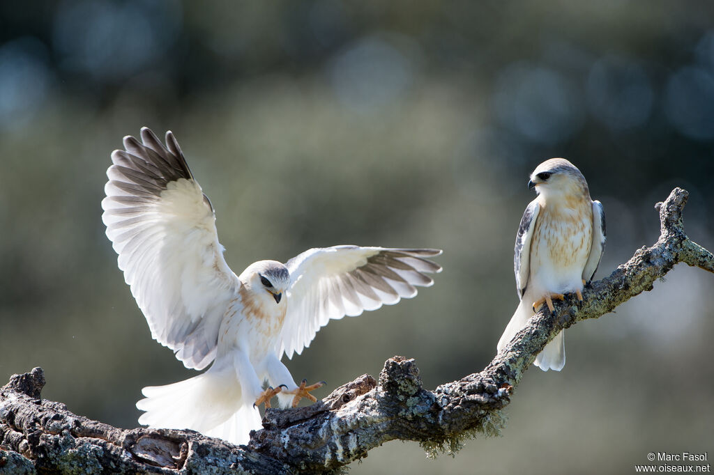 Black-winged Kite, identification