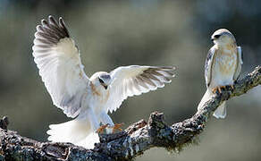 Black-winged Kite