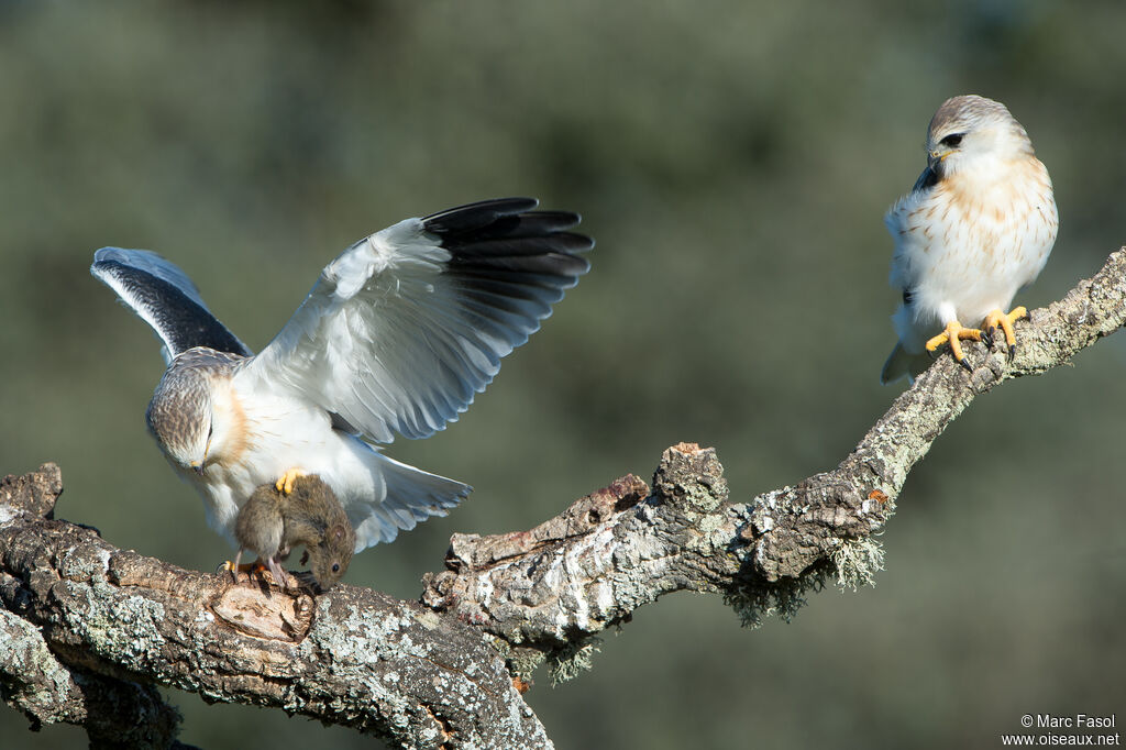 Black-winged Kite, identification, feeding habits, eats