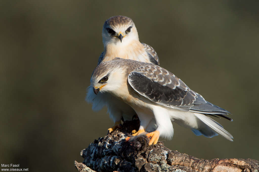 Black-winged Kite female juvenile, identification, feeding habits, eats