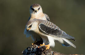 Black-winged Kite