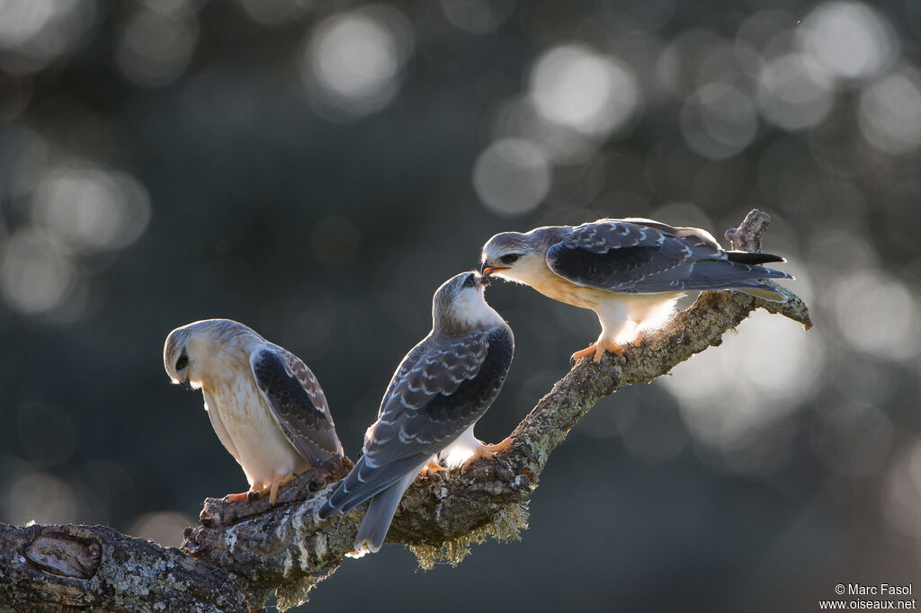 Black-winged Kite, identification