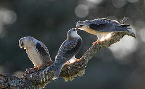 Black-winged Kite