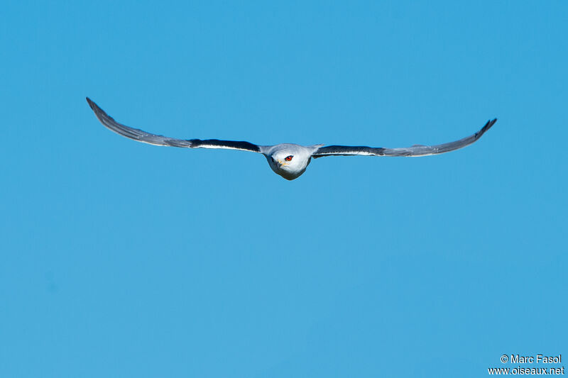 Black-winged Kite male adult breeding, Flight