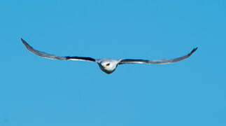 Black-winged Kite