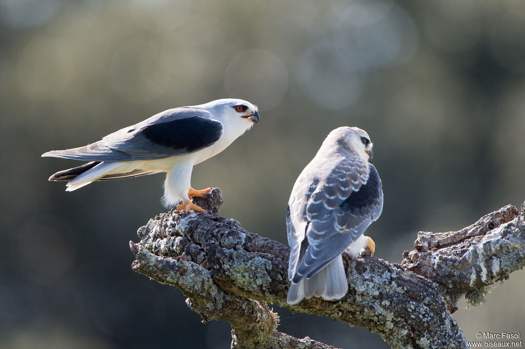 Black-winged Kite, identification