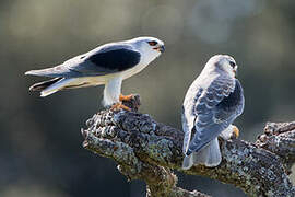 Black-winged Kite