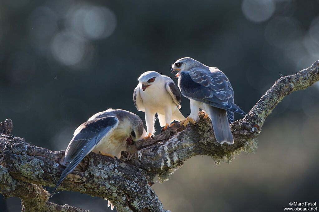 Black-winged Kite, feeding habits, eats