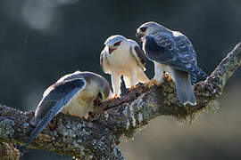 Black-winged Kite