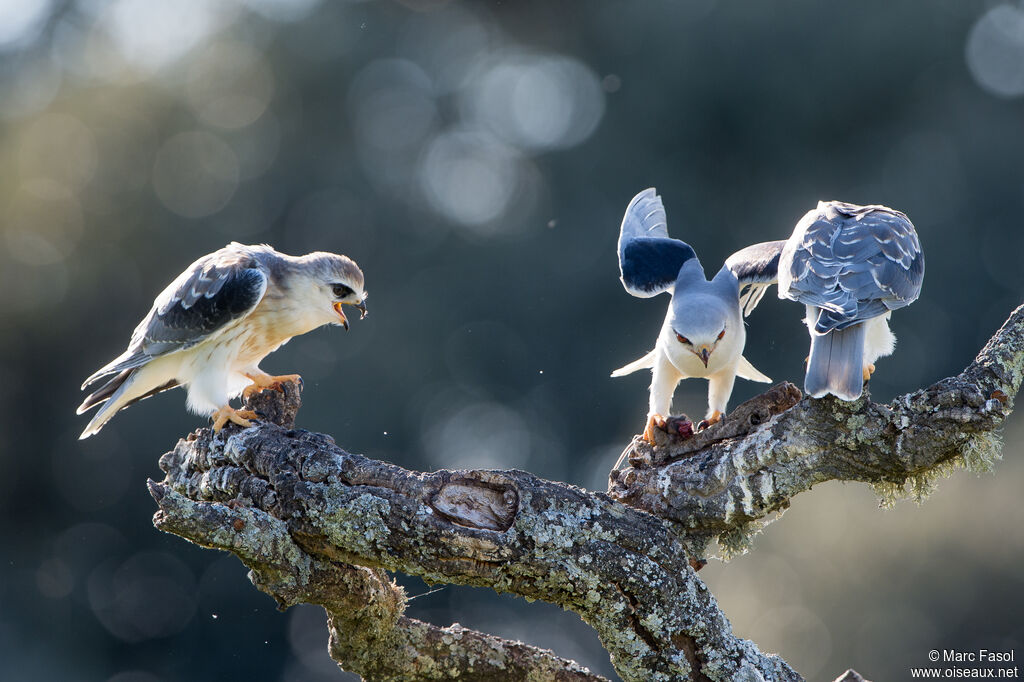 Black-winged Kite, identification, feeding habits, eats