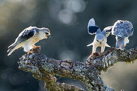 Black-winged Kite