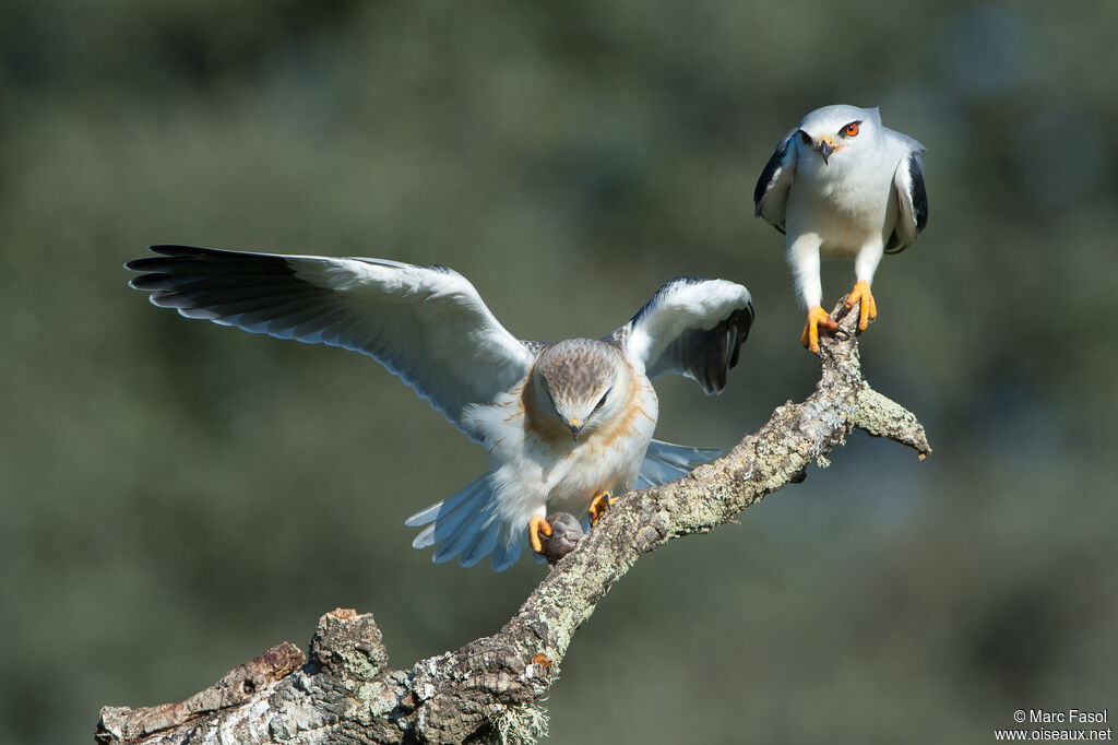 Black-winged Kite, identification, feeding habits