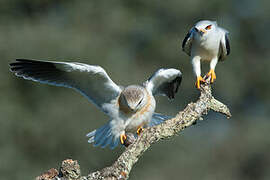 Black-winged Kite