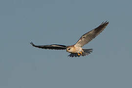 Black-winged Kite