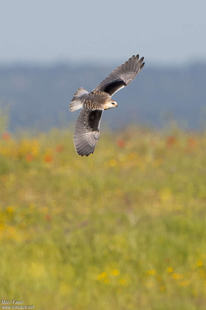 Black-winged Kitejuvenile, pigmentation, Flight