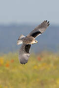 Black-winged Kite