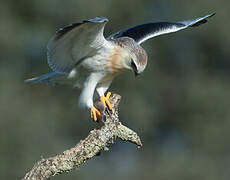 Black-winged Kite