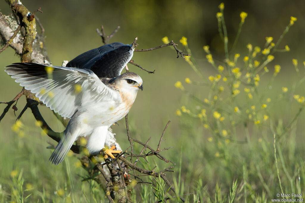 Black-winged Kitejuvenile, identification