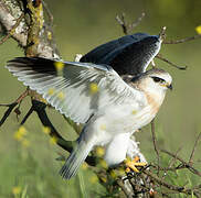 Black-winged Kite