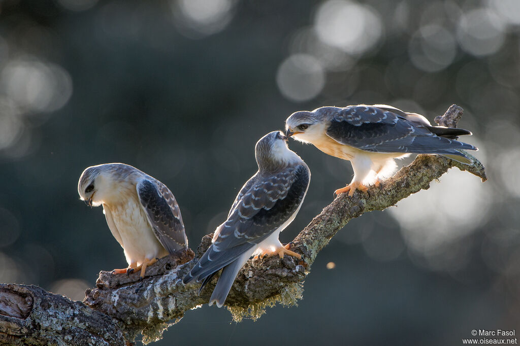 Black-winged Kite