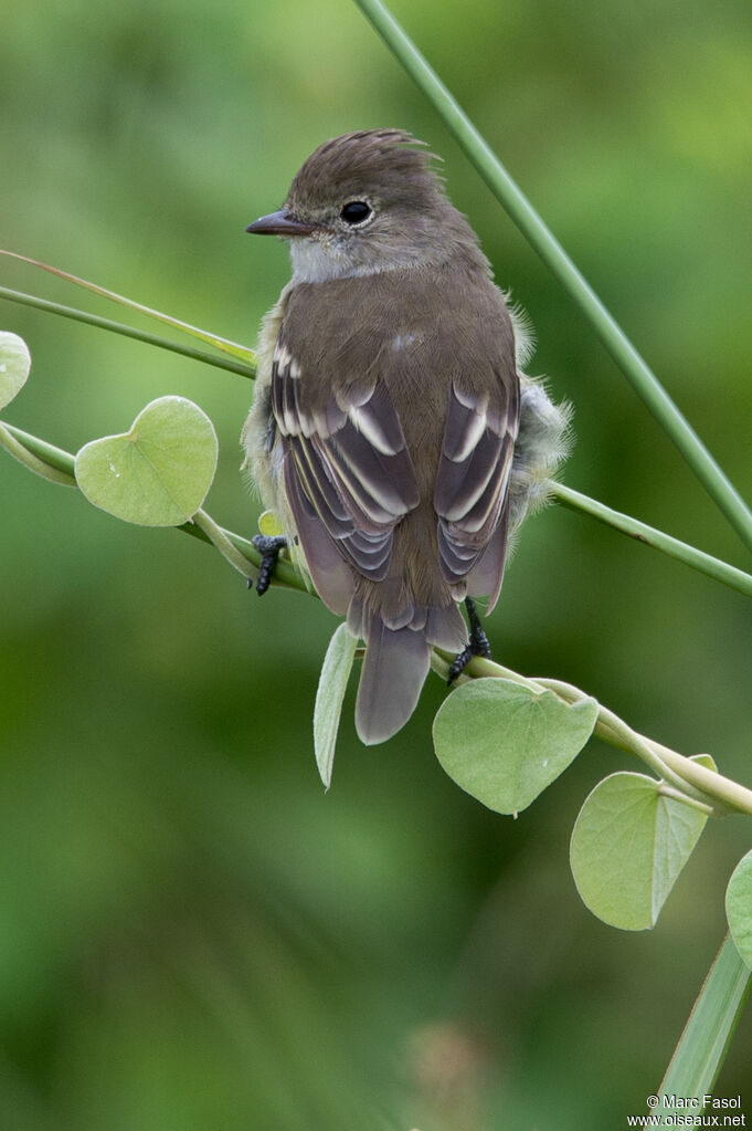 Élénie à bec courtadulte, identification