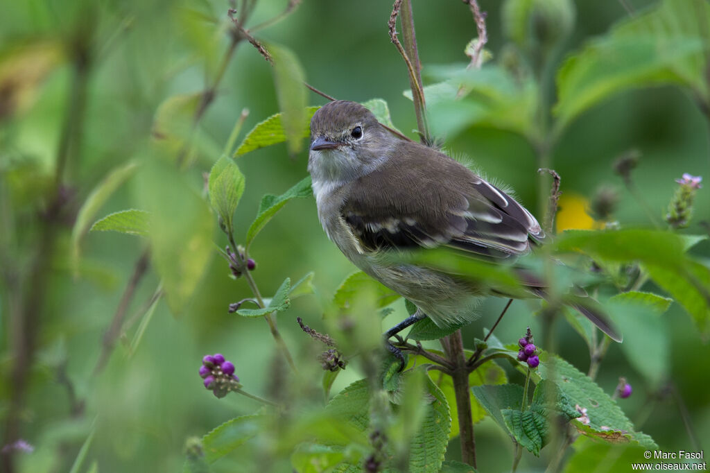 Élénie à bec courtadulte, identification