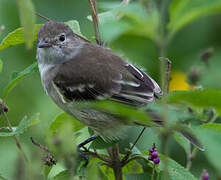 Small-billed Elaenia