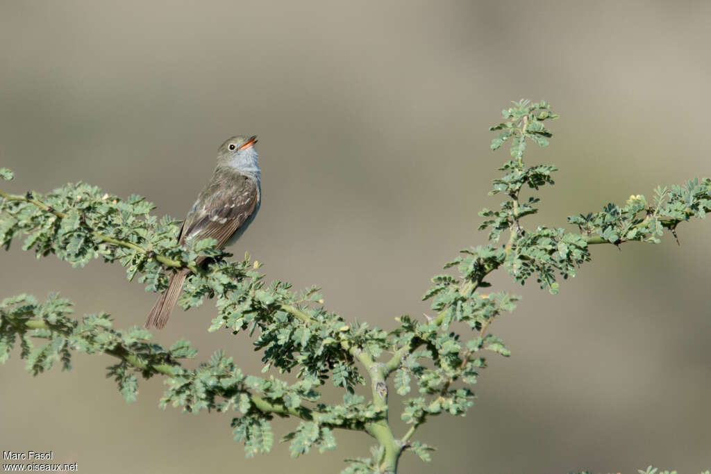 Small-billed Elaeniaadult, identification, song