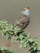 Small-billed Elaenia