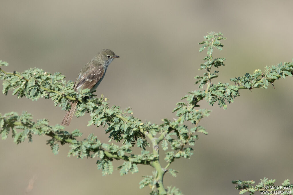 Small-billed Elaeniaadult, identification