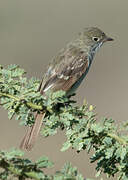 Small-billed Elaenia