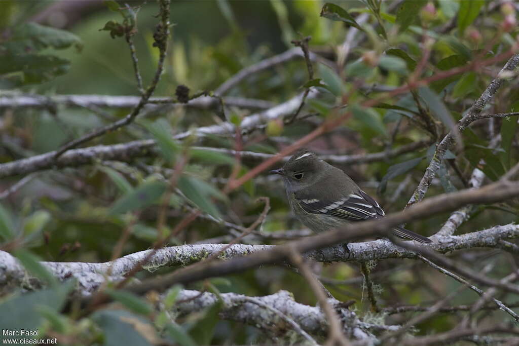 White-crested Elaeniaadult, identification