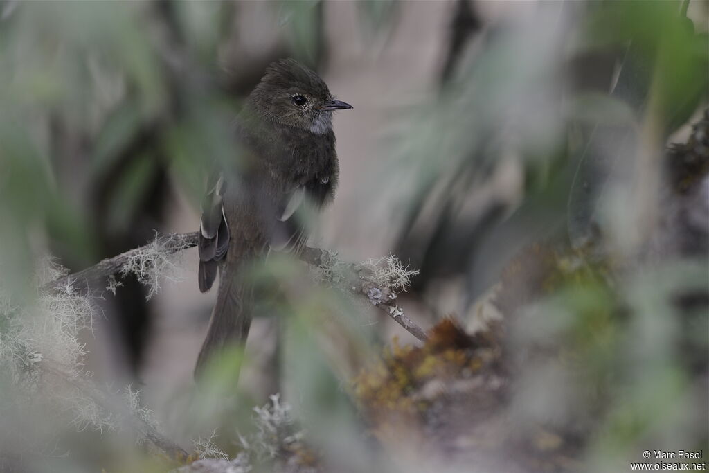 Élénie à cimier blancadulte, identification