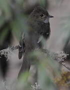 White-crested Elaenia