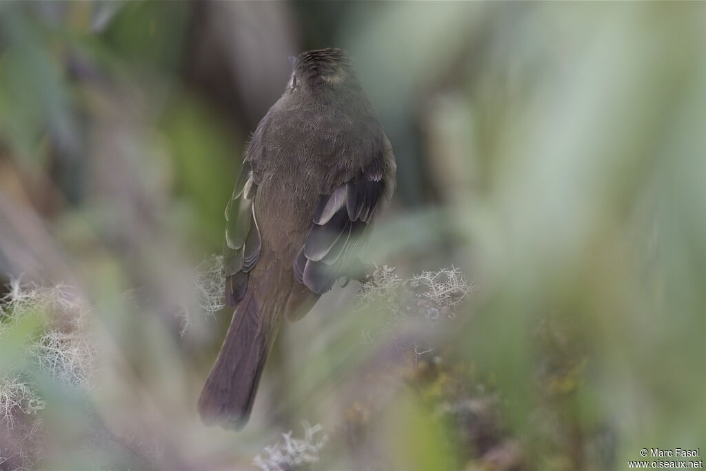 White-crested Elaeniaimmature, identification