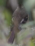 White-crested Elaenia