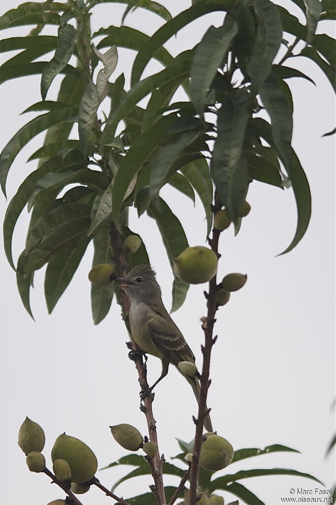 Yellow-bellied Elaeniaadult breeding, identification, Behaviour