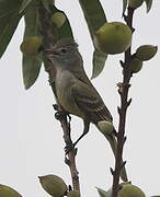 Yellow-bellied Elaenia