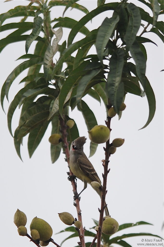 Yellow-bellied Elaeniaadult breeding, identification, Behaviour