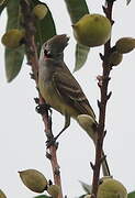 Yellow-bellied Elaenia