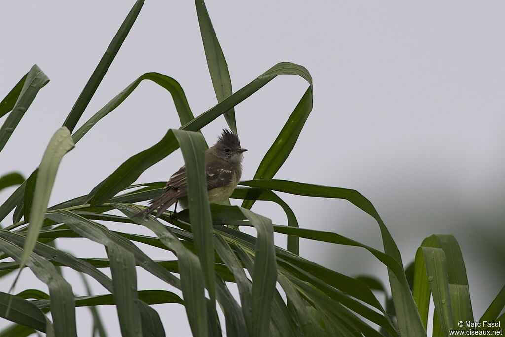 Élénie à ventre jauneadulte, identification